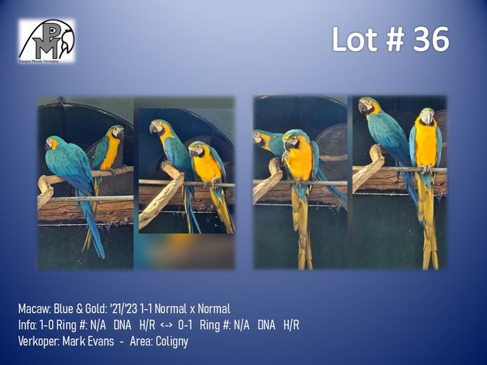 1-1 '21/'23 Macaw: Blue & Gold: Normal x Normal - Mark Evans