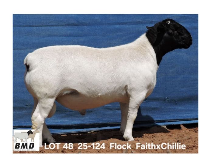 25-124 | BROER MARITZ DORPERS