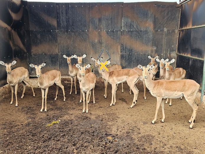 IMPALA | DIAMOND MINE