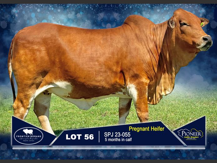 SPJ 230055 | S.P. JOHNSON