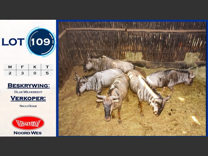 Blue Wildebeest