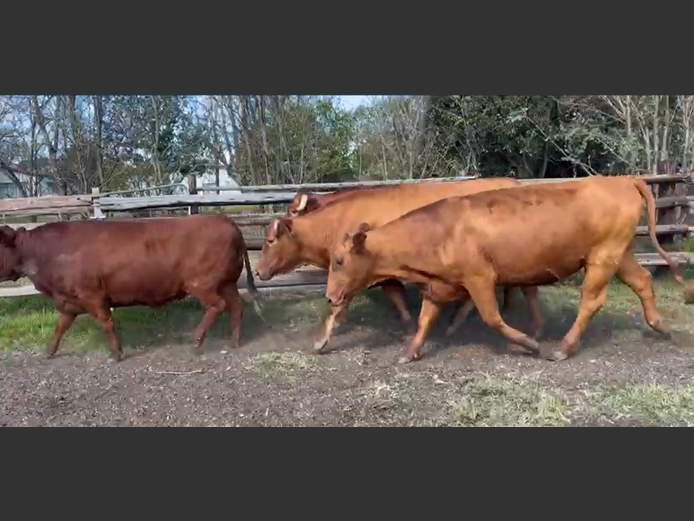 Cattle 