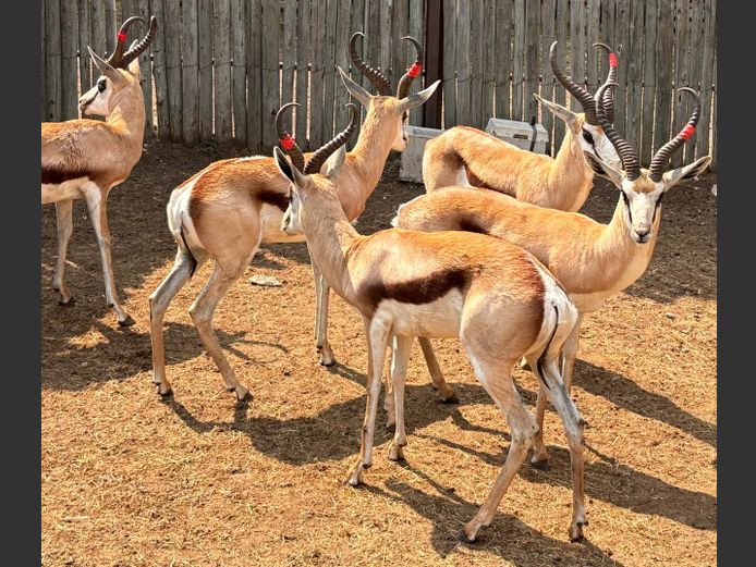 Kalahari Springbok Ramme