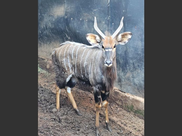 NYALA | KRUIS RIVIER