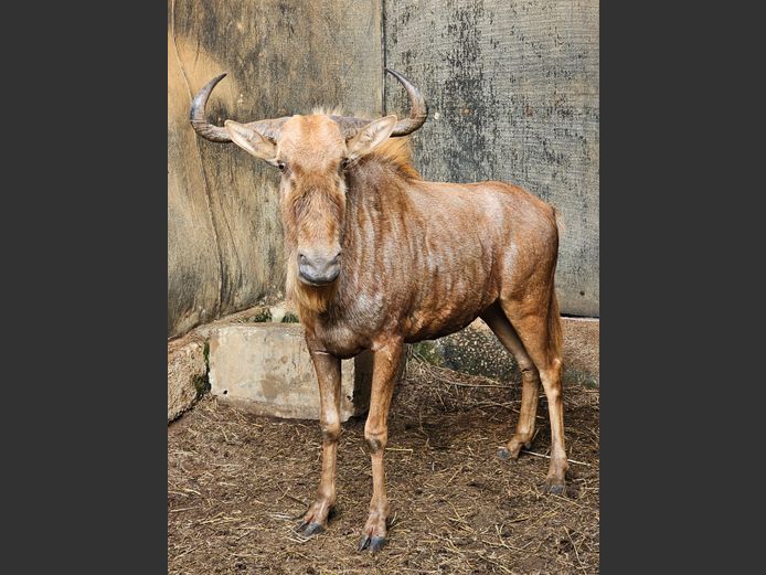GOUE WILDEBEES | SCHOEMAN BOERDERY
