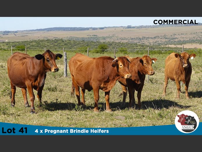 Commercial Females | Knott Farming