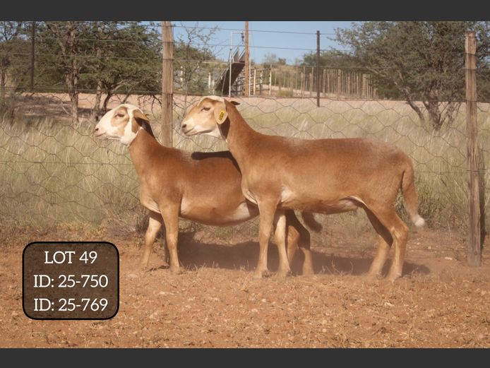 25-750 | 25-769 | MAKKA LOUWRENS MEATMASTERS