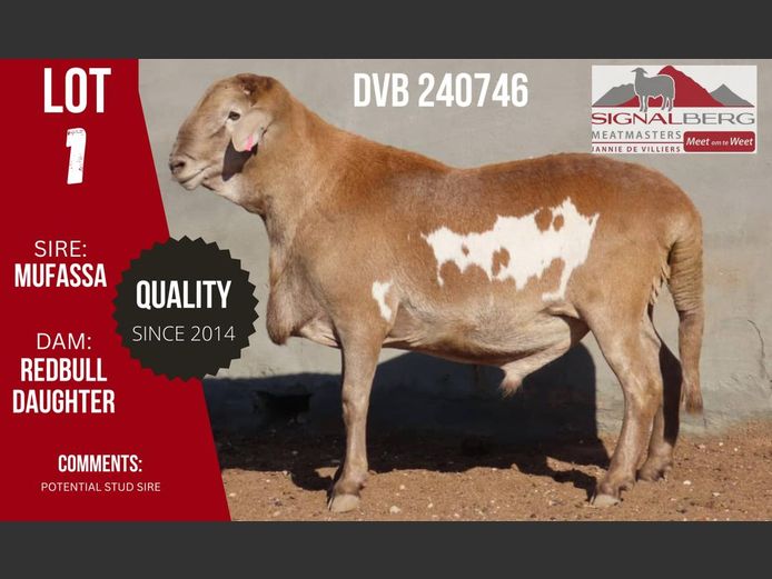 SIGNALBERG MEATMASTERS 12TH MEATMASTER RAM AUCTION | SwiftVEE | South ...