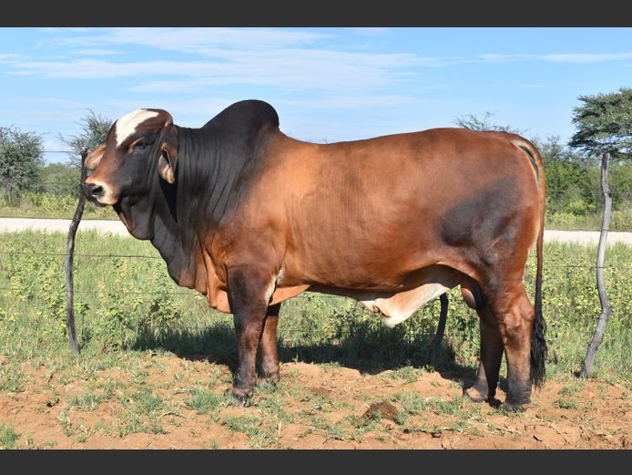 HB2270A | RUMBA SIMBRA