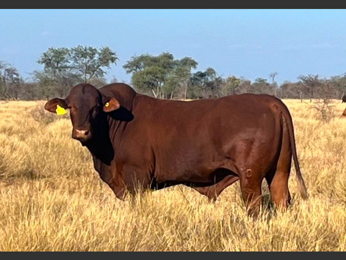 22-0027TDA | DRUKWERK SANTA GERTRUDIS