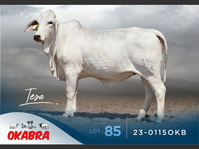 23-0115OKB | OKABRA BRAHMANS