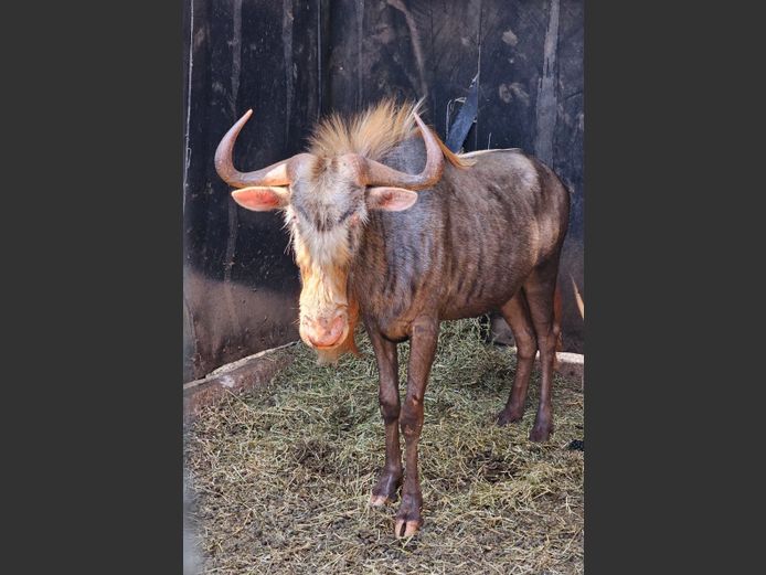 KING WILDEBEEST | HARLOU