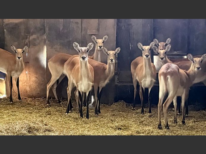 Lechwe Ooie