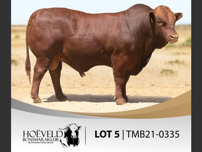 Vroulike Diere | Coert Paul / KRC Farming
