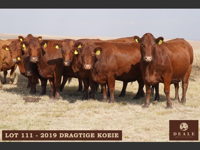 Dragtige Koeie
