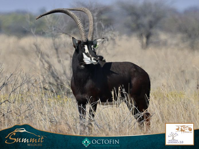 49 1/8" SABLE BULL