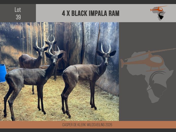 Black Impala
