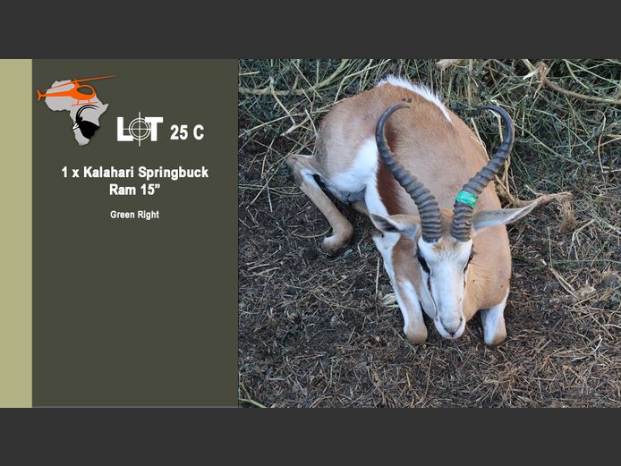 Kalahari Springbuck