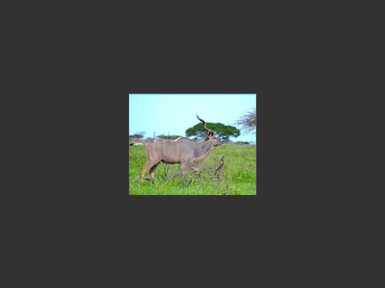 images
