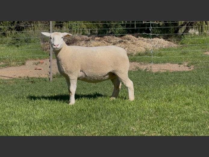 DH 220131 | HEYMAN DORMERS