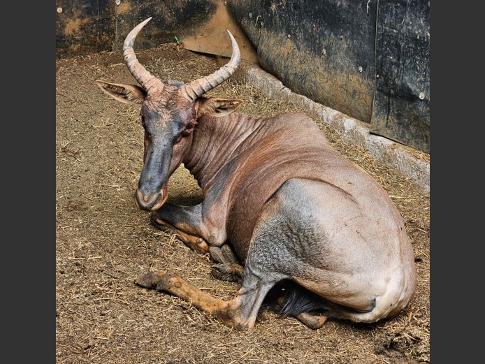 TSESSEBE | H. BODEMER