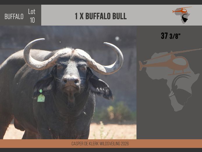 Buffalo – 37 3/8"