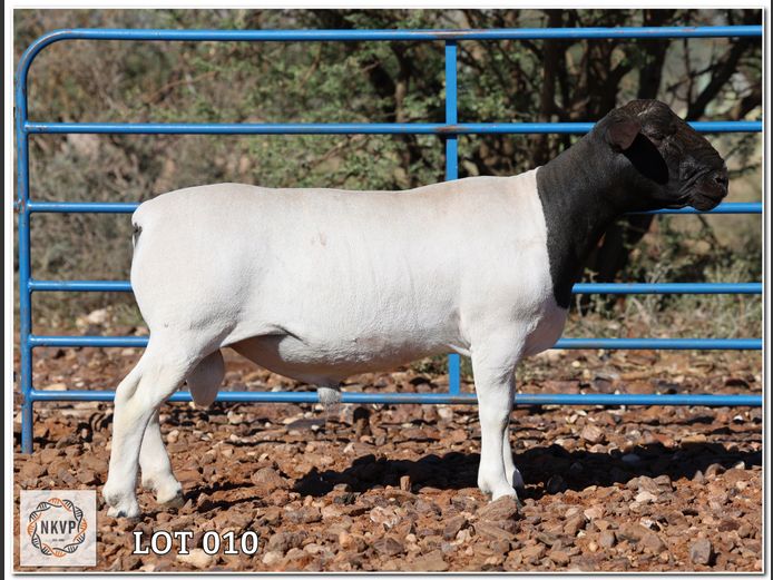 87 24 0240 | R.S. MEINTJES