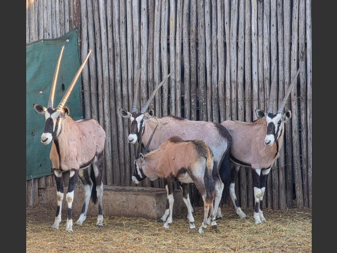 GEMSBOK | 258 FARMS