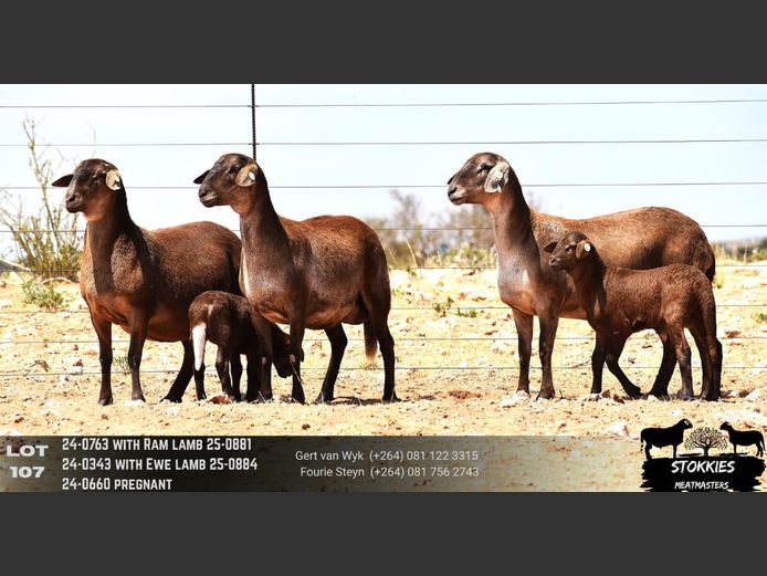 HWH24-0763 | Stokkies Meatmasters