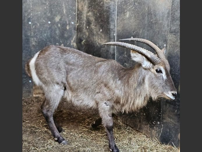 WATERBUCK | BUFFELSPOORT