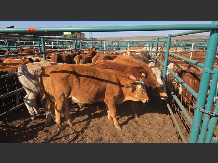 AGRA GOBABIS WEANER AUCTION