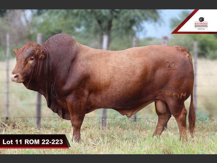 ROM 220223 | BUCKRIDGE BONSMARAS
