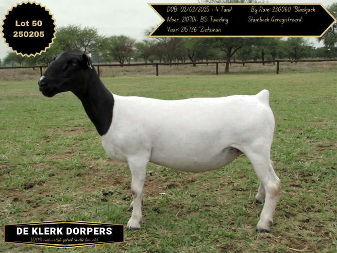250205 | DE KLERK DORPERS
