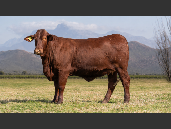 BR240034HH | P.J. NIEMAND