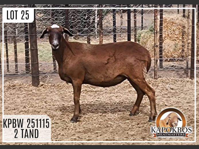 KPBW251115 | Kapokbos Meatmasters