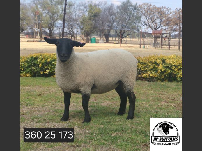 Commercial Ewe | JIP SUFFOLK
