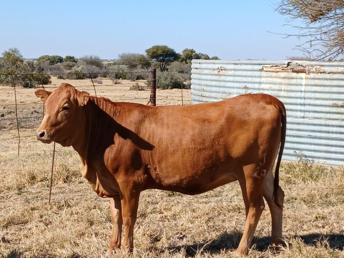 AB 230135 | CCR BEEF (PTY) LTD