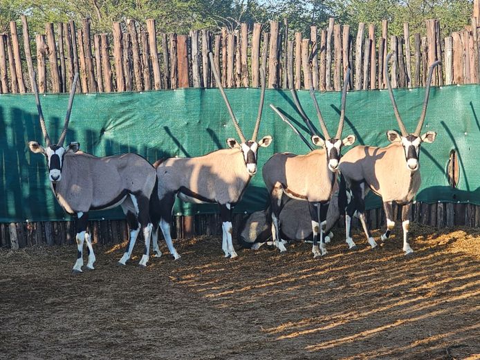 GEMSBOK | MATTIE LÖTTER SAFARIS