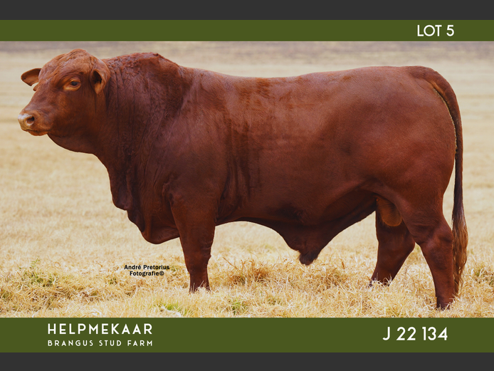 J22134 | CAMPHER, DR. EJ