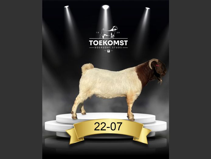220007 | TOEKOMST BOERGOAT STUDS - 0597281