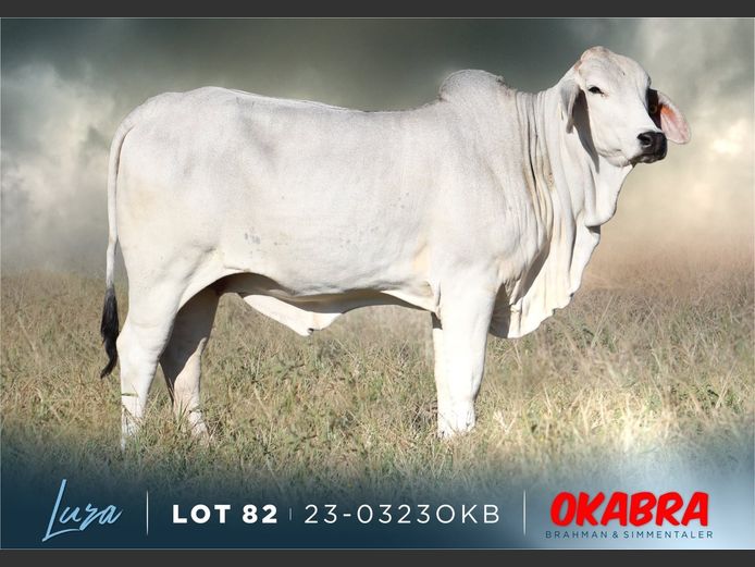 23-0323 OKB | OKABRA BRAHMAN