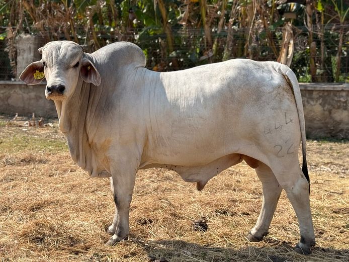 22-0444KU | KUPFERBERG BRAHMANS