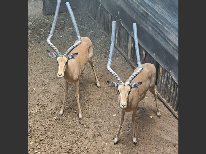 IMPALA | BUFFELSPOORT