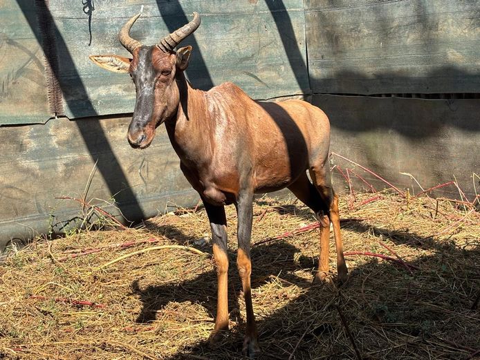 TSESSEBE | ROOIBOSKLOOF