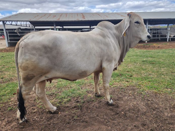 R1018135 | R10 BRAHMANS