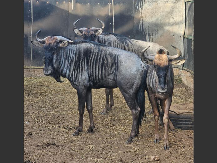 BLOUWILDEBEES | NYLSVLEI