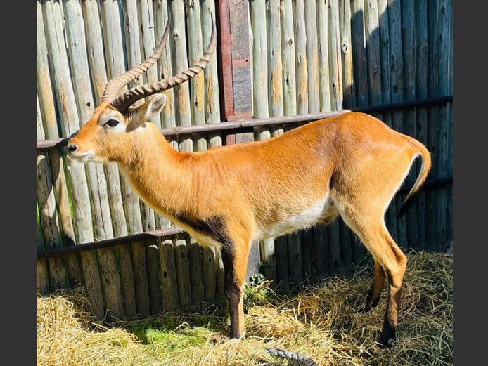 Lechwe