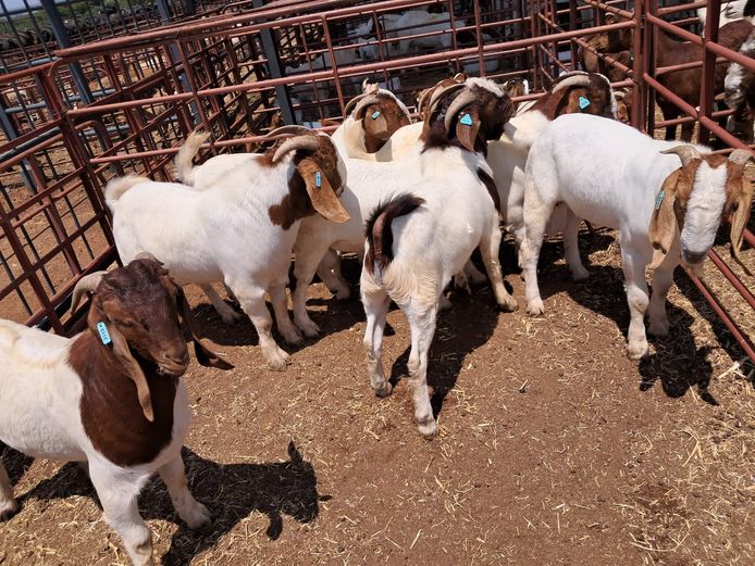 BOERBOK | PETOORS LIVESTOCK