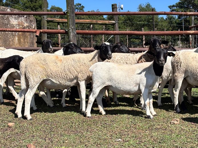 Dorper / Meatmaster X Ewes