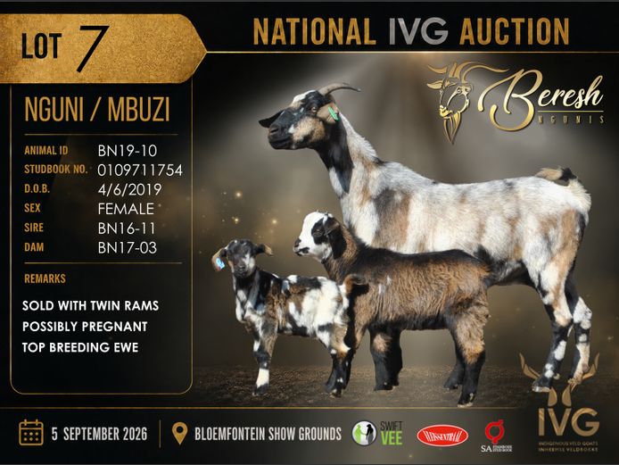 BN19-10 | BERESH NGUNI STUD